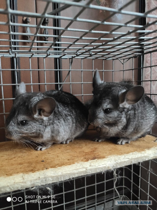 Отдам шиншиллу в добрые руки