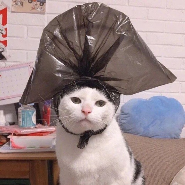 Забавные и милые котейки