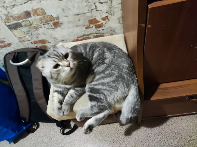 Котовторник вроде.
