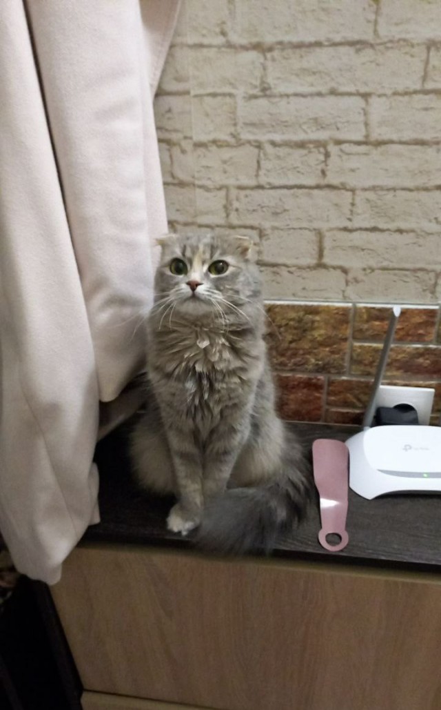 Котовторник