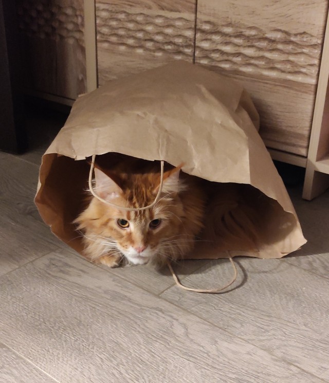 И снова день кошачий!