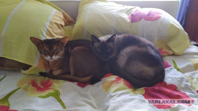 Котовторник. Немного сицилийских котов.