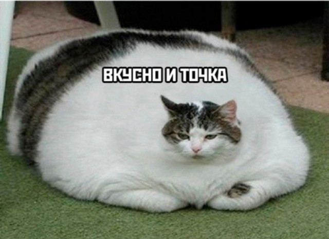 Весёлый полтишок 08.07.22