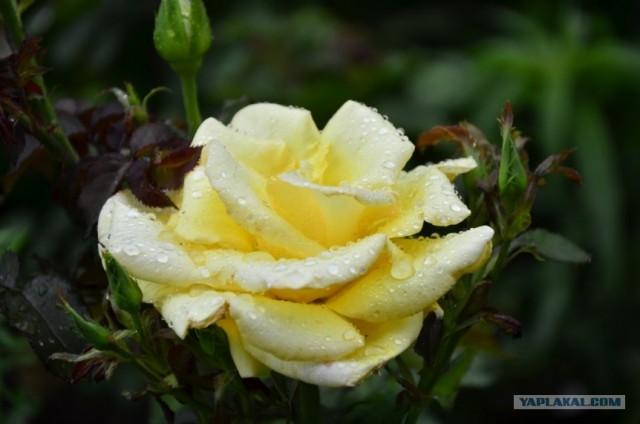 Путешествие по Северной Америке