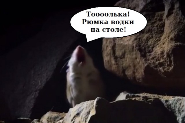 Кузнечиковый хомячок убил ядовитого скорпиона, выпил его яд и начал выть на луну, чтобы заявить о своей победе