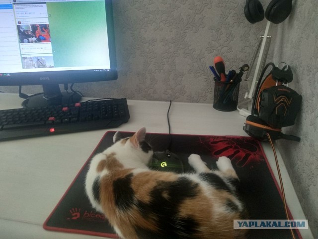 Котолампа. Кот и лампа - новый вариант старого мема