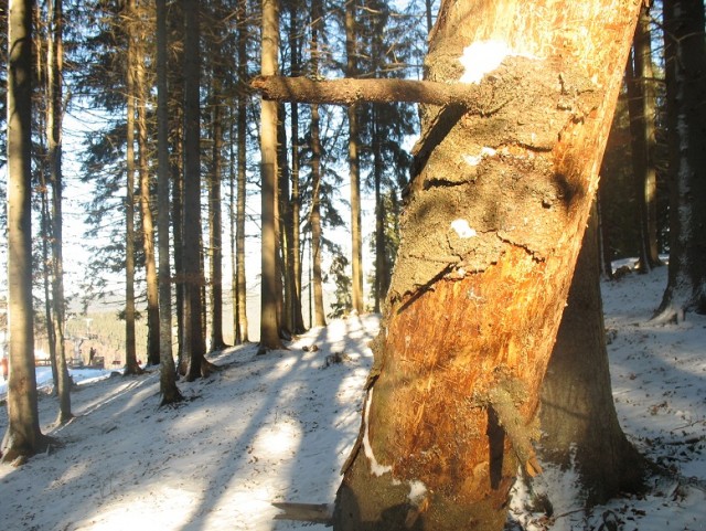 Буковель