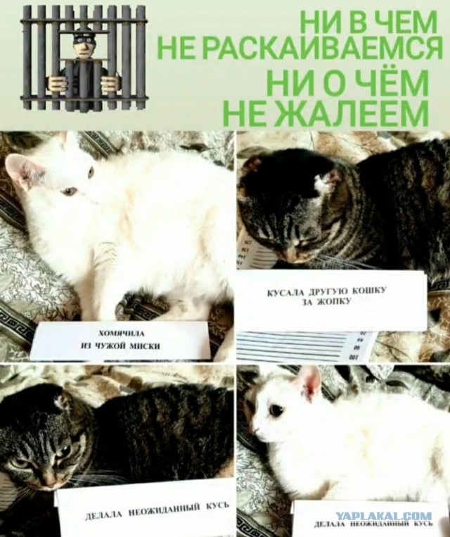 Котоюмор на ЯП. Веселые кото-картинки!
