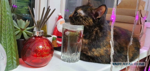 Даёшь котов в этот вторник!