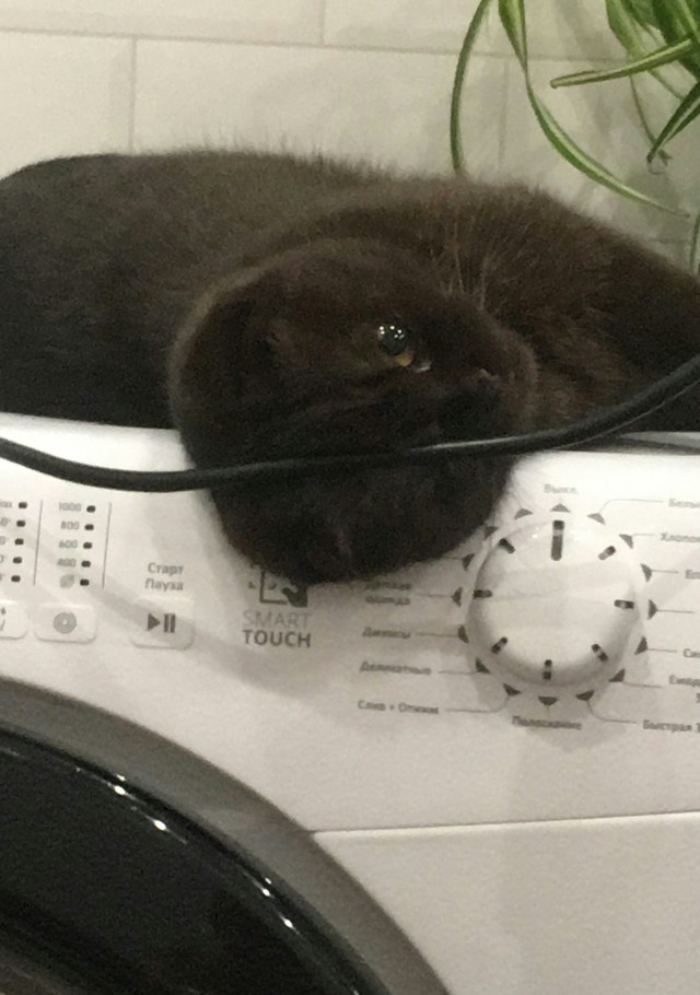 Moлoчный шoкoлaд с капелькoй недoвoльcтвa