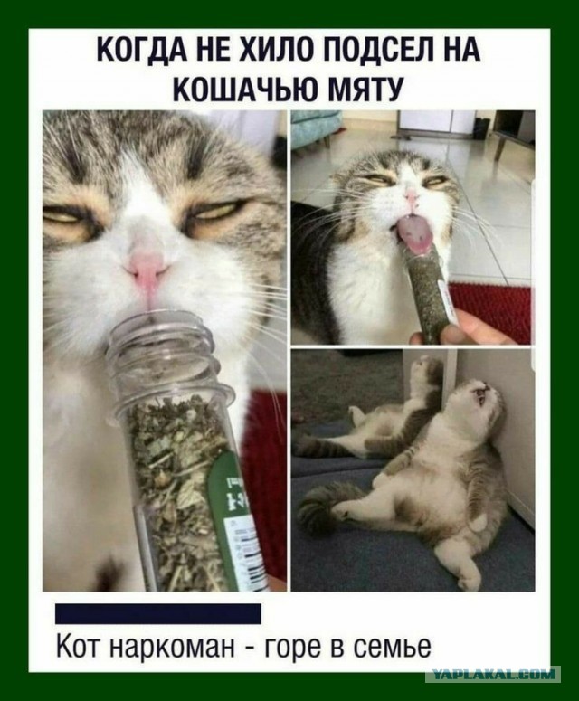 Хроника дня