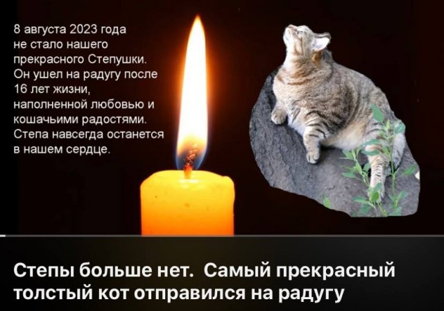 Умер самый толстый кот России Степан. Он жил в Бийске