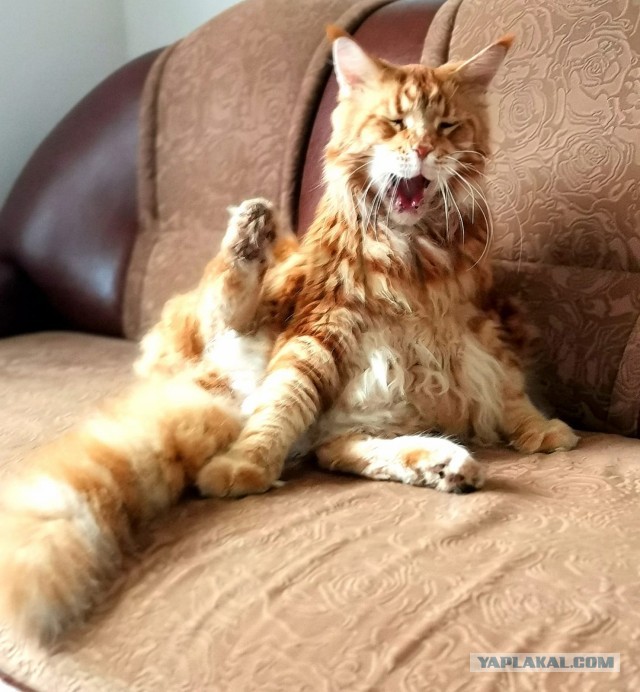 Котовторник Рыжих