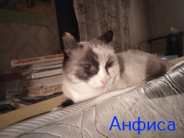 Жизнь домашнего приюта "Котоленд" 420