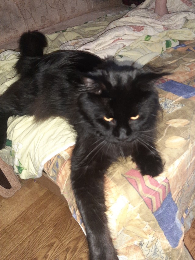 Мэйн-кун!  Котовторнику посвещается!