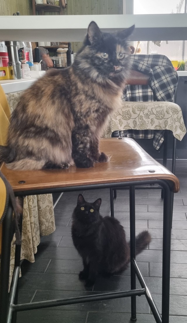 Как зовут вашего кота?