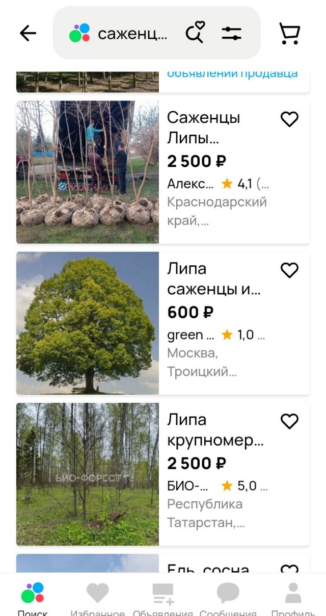Из официальных источников, в местной телеге. Цена 1 саженца 64 тыс. Это как?