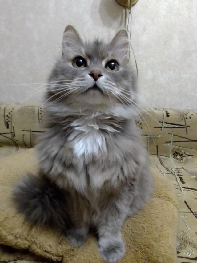 Котовторник