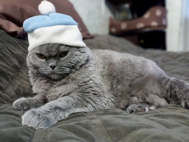 Котовторник 31.12.2024. Последний котовторник года