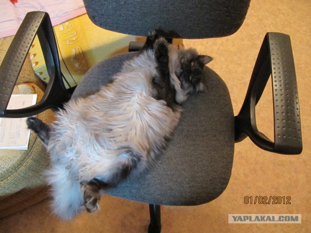 Мелом обвести?