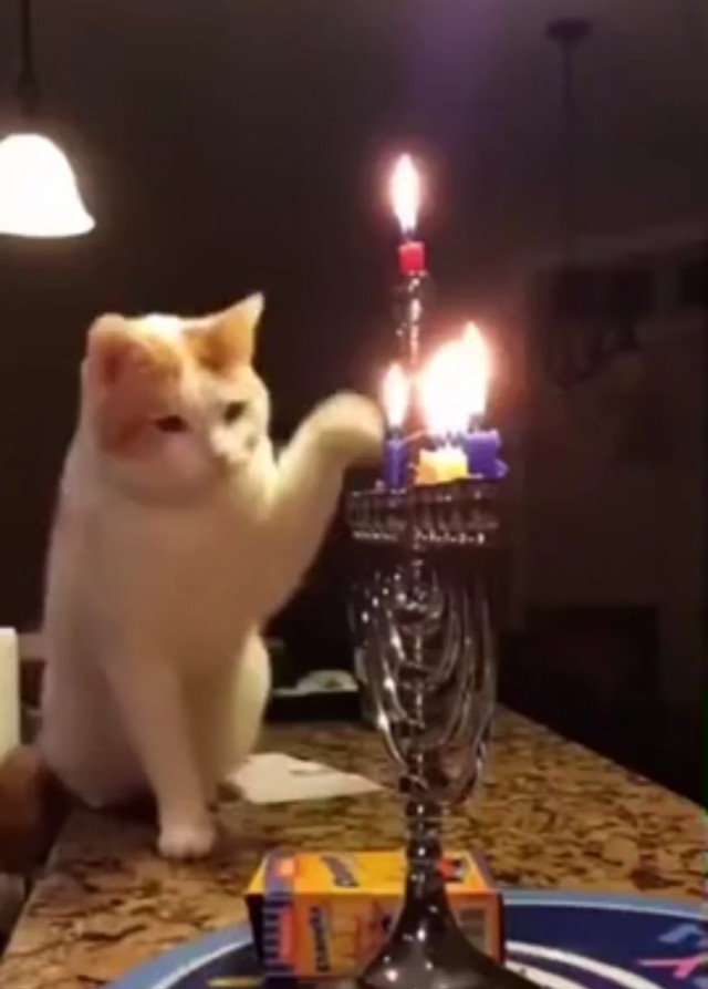 Фэйлы котеек.