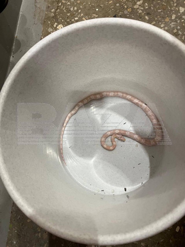 Пенсионерка из Москвы сама поймала змею, которая заползла к ней в туалет