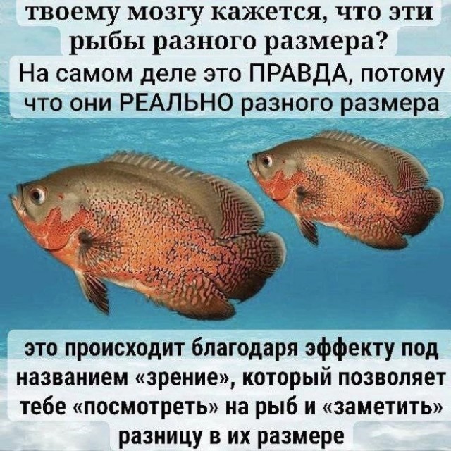 Весёлый полтишок 06.06.25