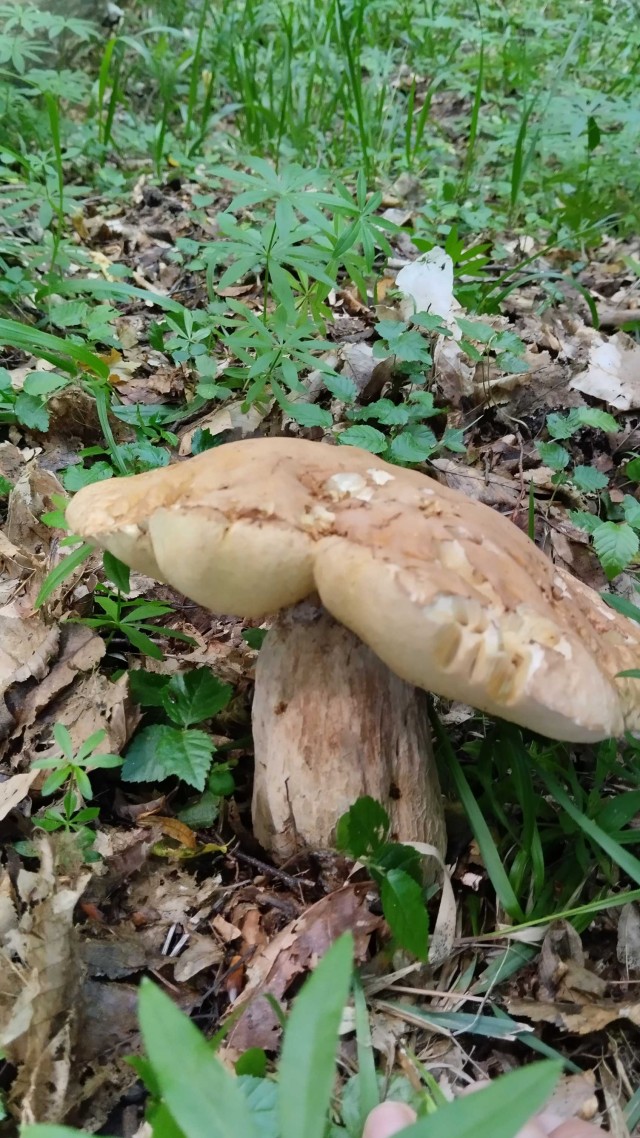 Итоги ККК № 31 "Маски/Звери" и всё такое