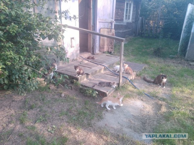 Жизнь домашнего приюта для котеек 554