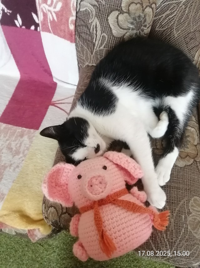 Котовторник