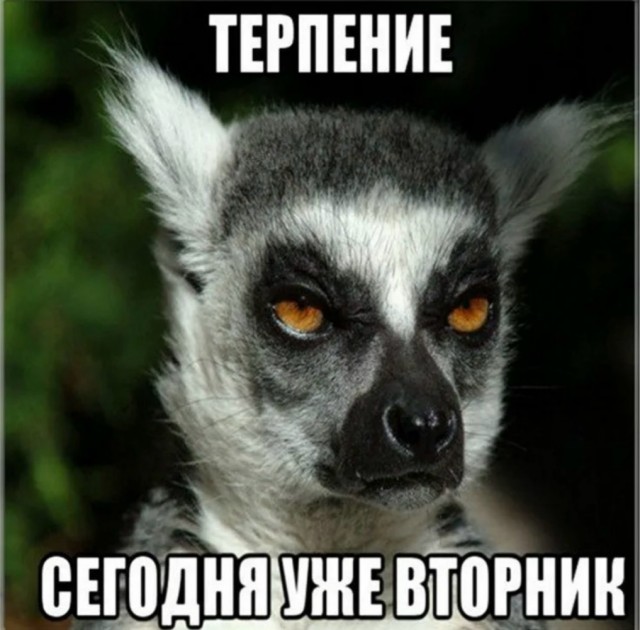 Веселое настроение в картинках (14.10.2025)