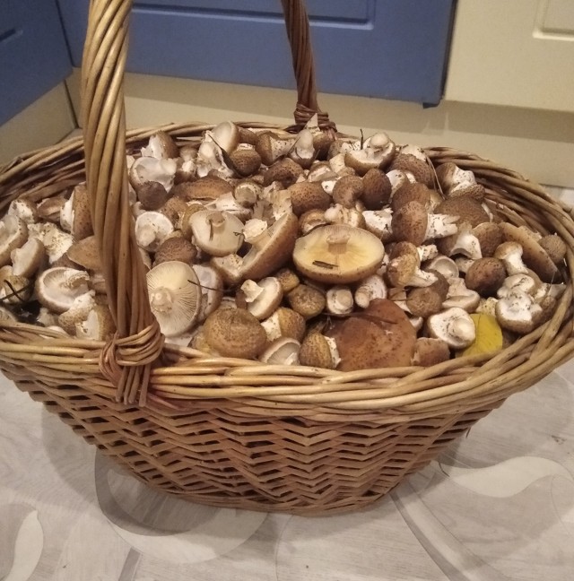 Осень, начались осенние опята