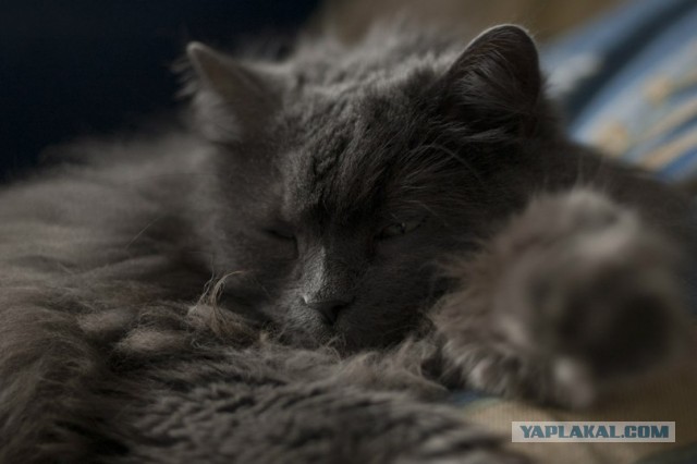 Котовторник 9.07.2013