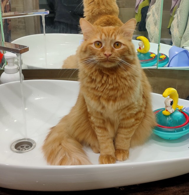 А котовторник уже пришёл?