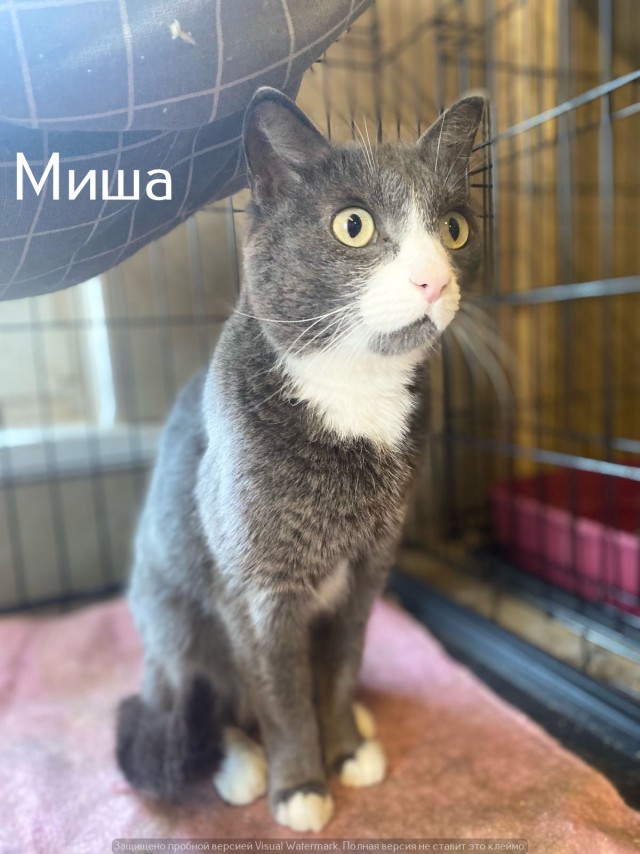 Жизнь домашнего приюта "Котоленд" 532