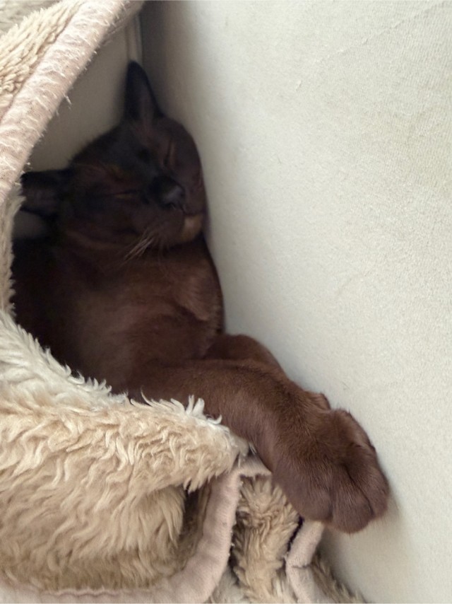 Принимайте в свои ряды которабы
