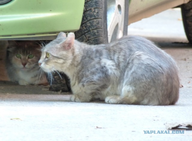 Котовторник 23.07.2013