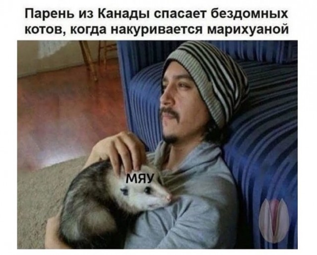 Шерстяные подснежники