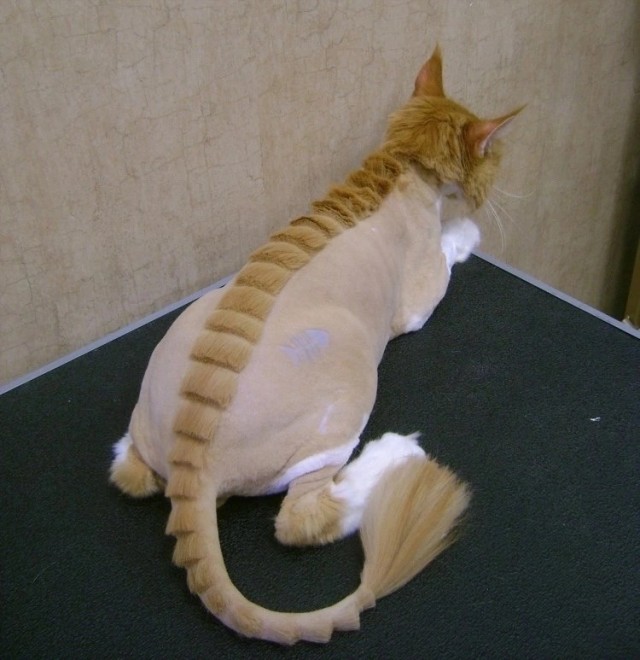 Котофторник жи
