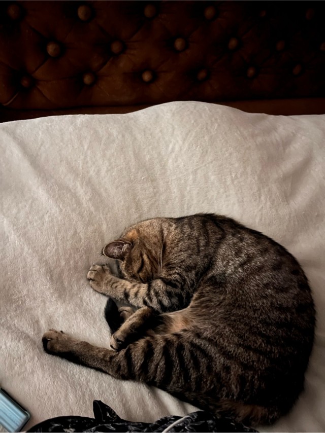 Котовторник же!