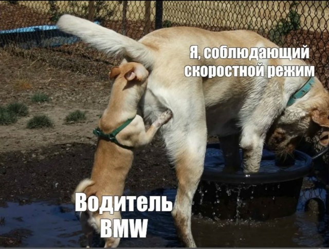 Худшие водители ездят на BMW, показало исследование в США. Предположим, мы это и так знали.