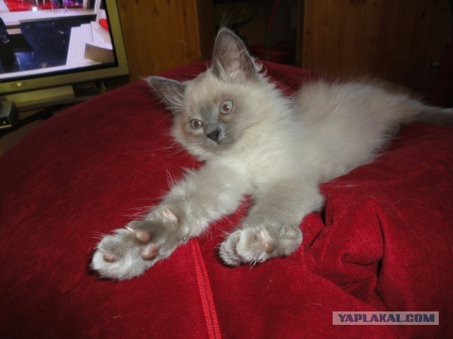 Котовторник  30.07.2013