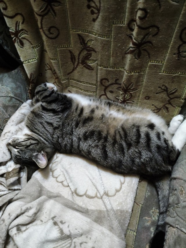 В Казани мужчина спас котёнка