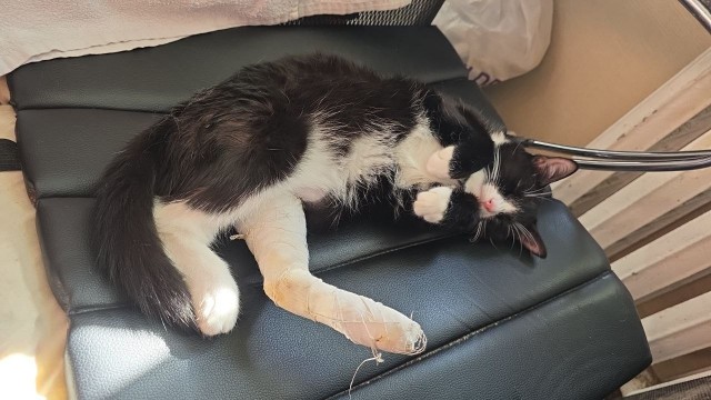 Перелом у кошки