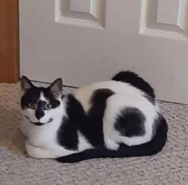 Котеек необычных псто