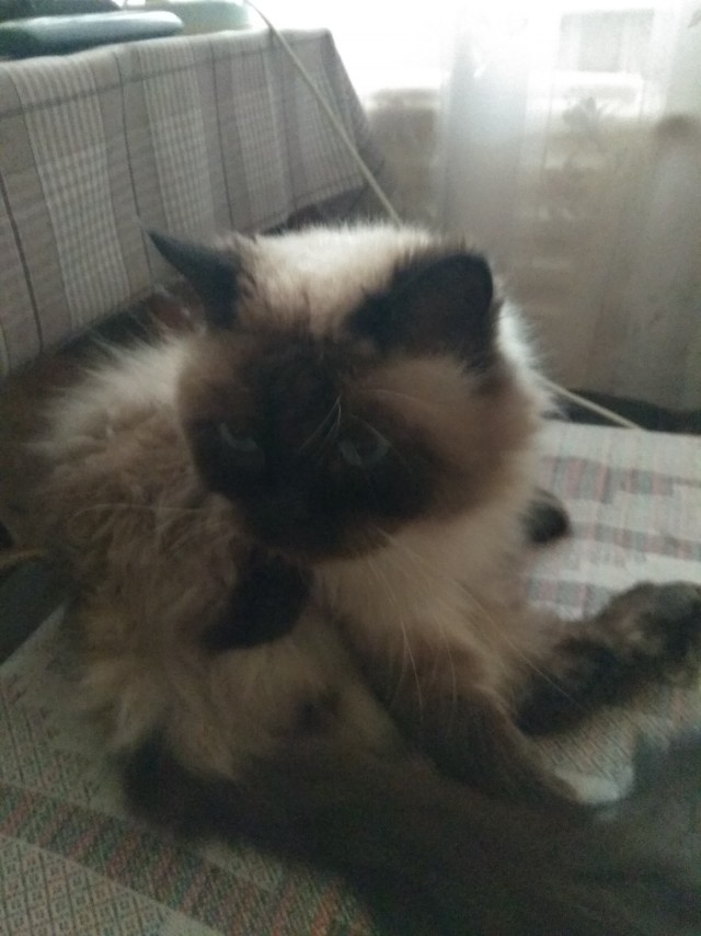 Кот интересуется) жизнь одного Кота)