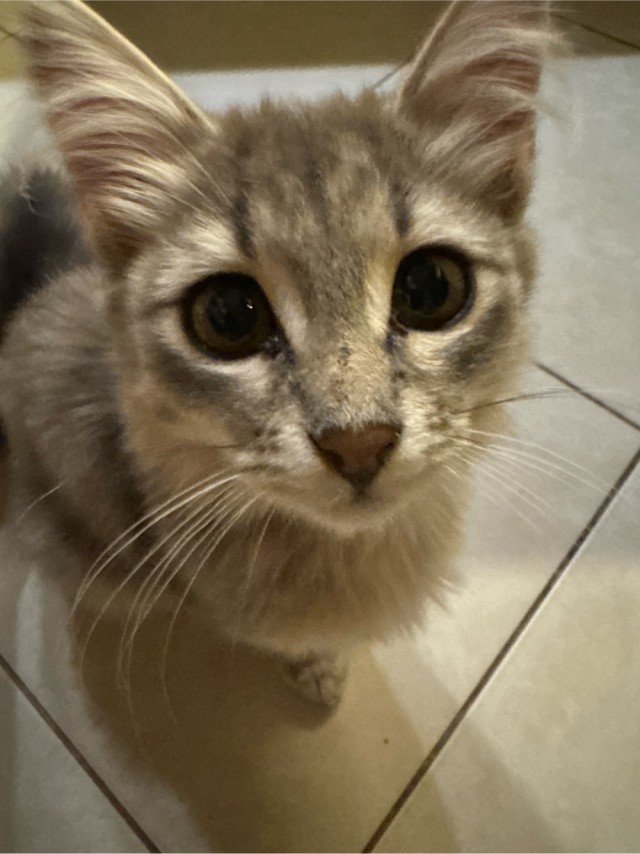 Ищу котенку семью
