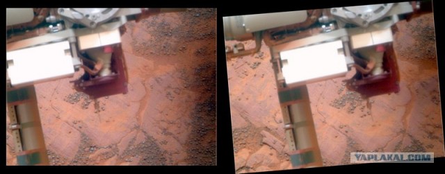Марсианская черника (15 фото)