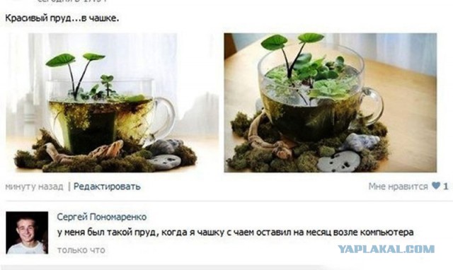 Смешные комментарии из социальных сетей