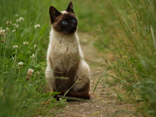Котёнок по имени Гав